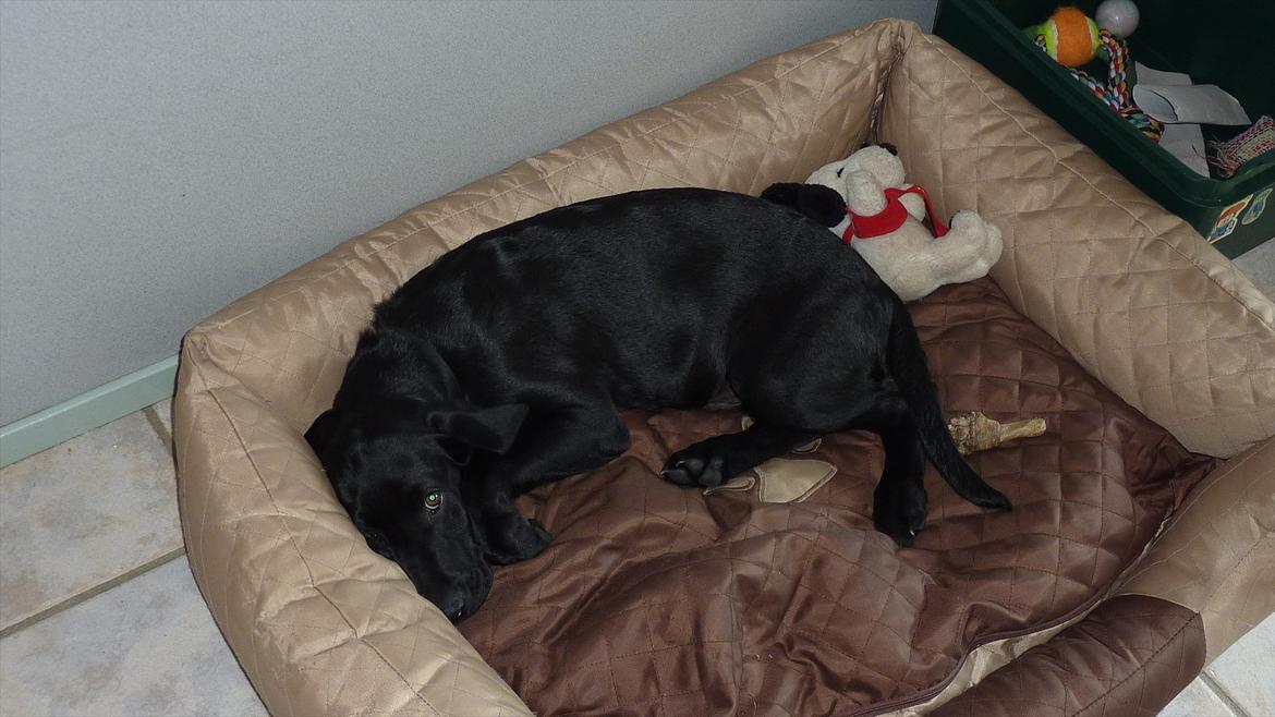 Labrador retriever Chuck billede 17