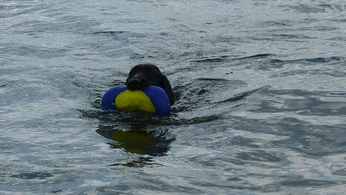 Labrador retriever Chuck billede 19