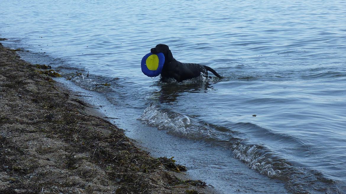 Labrador retriever Chuck billede 20