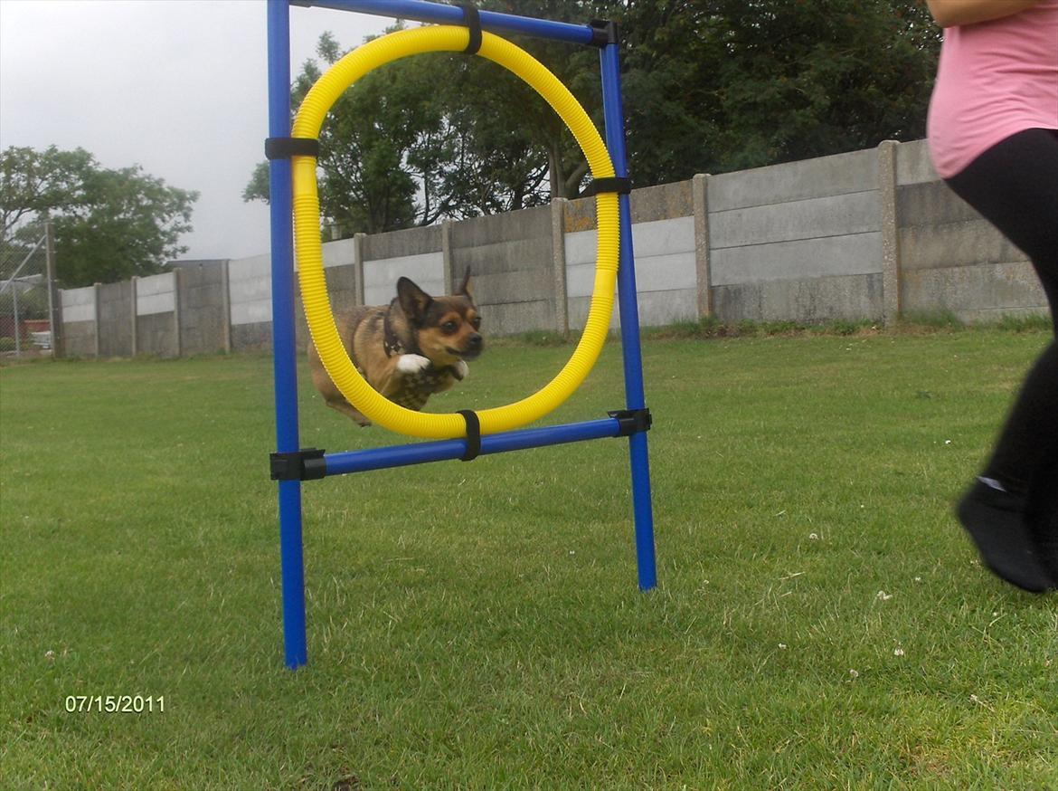 Blanding af racer Mille billede 10