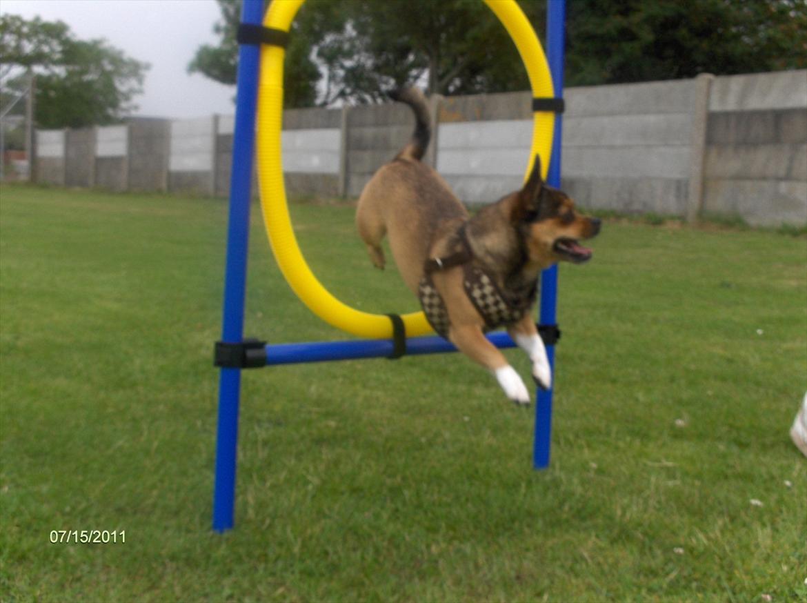 Blanding af racer Mille billede 5