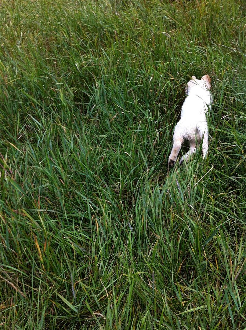 Golden retriever Carlo - Carlo i fuld firspring i Esbjerg hundeskov billede 7