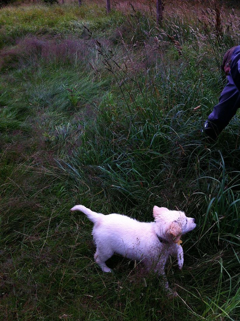 Golden retriever Carlo - Dejlig våd hund billede 8