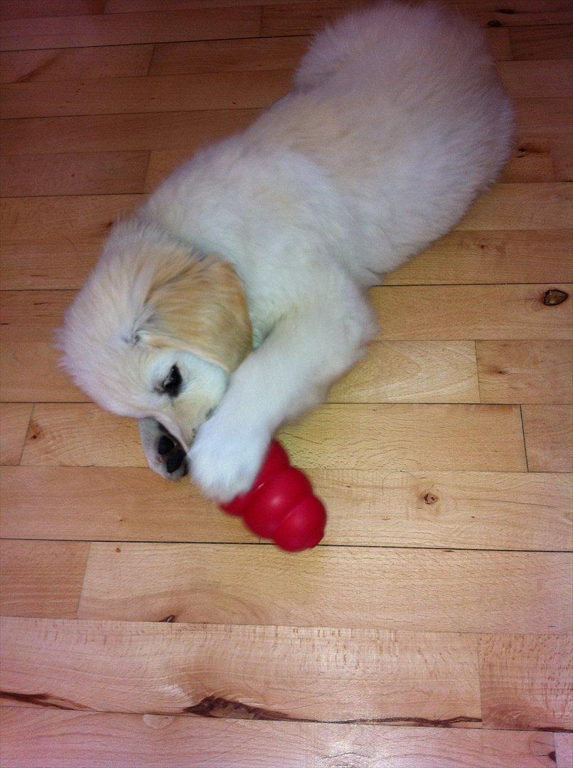 Golden retriever Carlo - Det er bare guf at få en KONG med leverpostej i... Mums :) billede 9