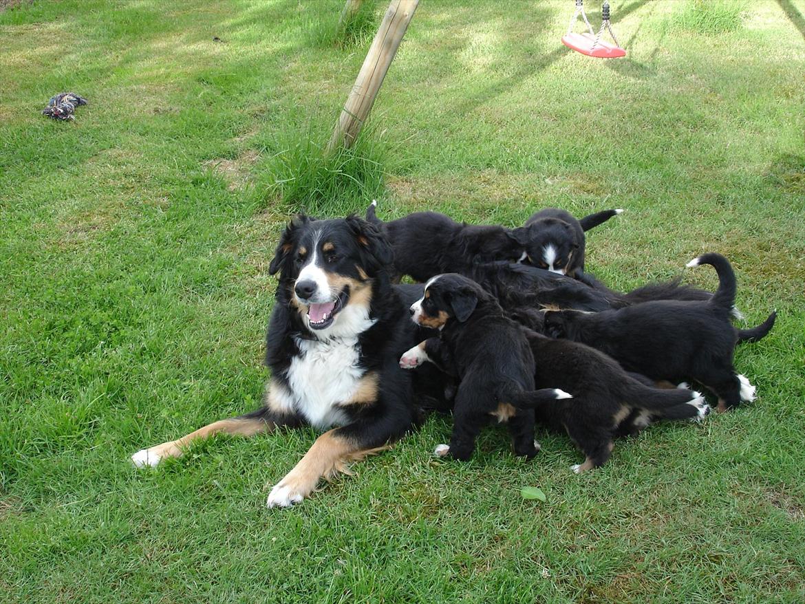 Berner sennenhund Bella - Bella med sine hvalpe, juni 2010 billede 20