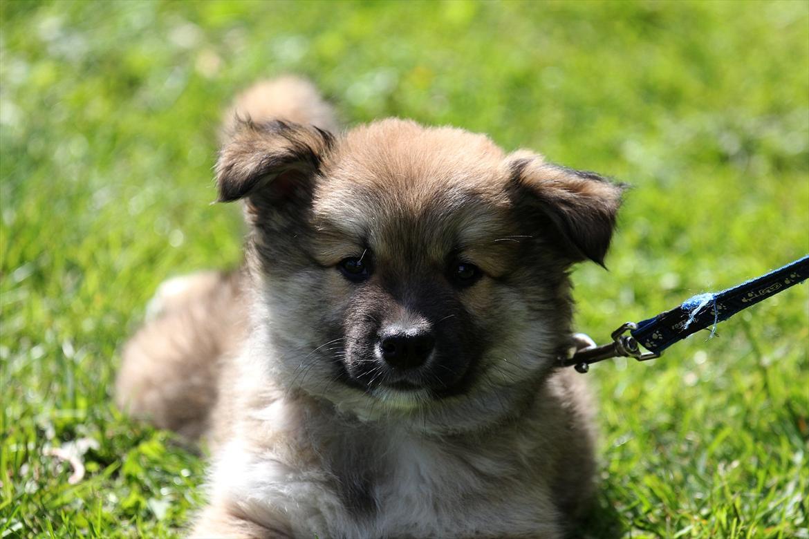 Islandsk fårehund Victor billede 11