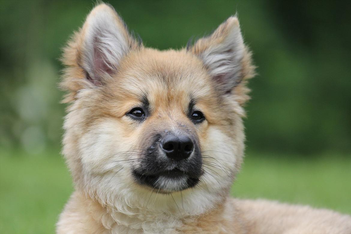 Islandsk fårehund Victor - Smukke victor! ca. 18 uger gammel billede 1