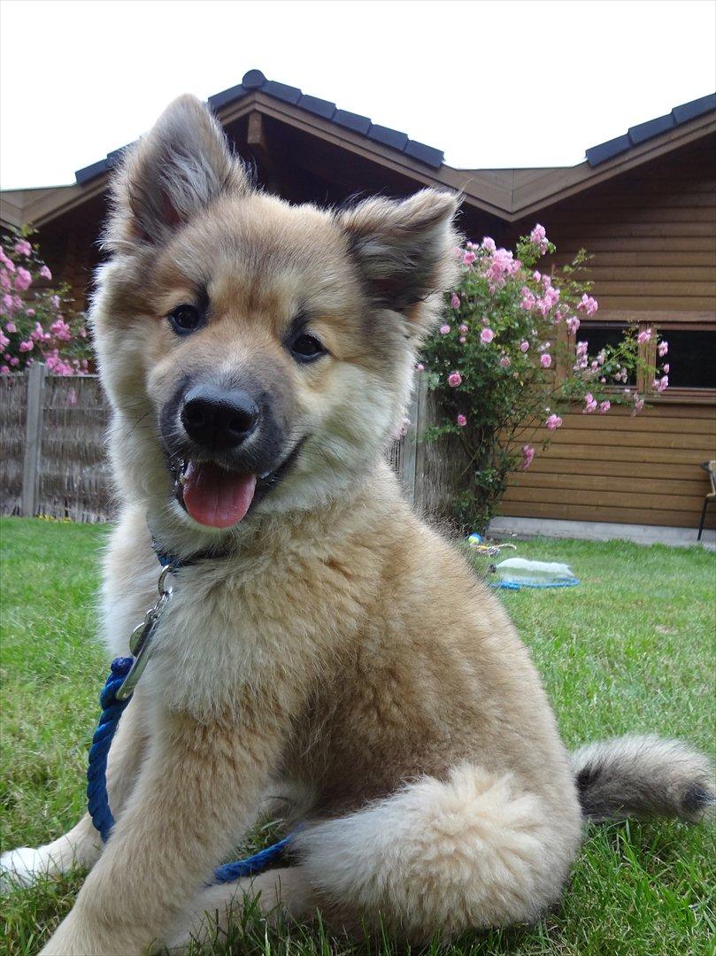 Islandsk fårehund Victor billede 12