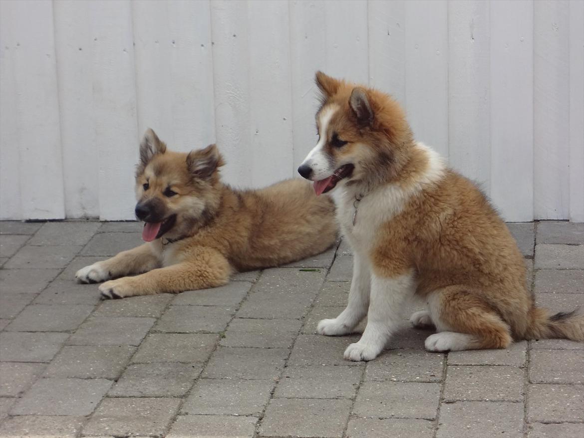 Islandsk fårehund Victor - Victor og søster tilly :) billede 13