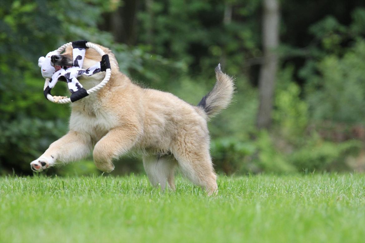 Islandsk fårehund Victor billede 3
