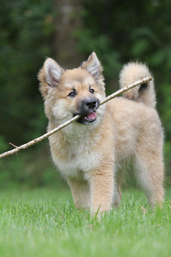 Islandsk fårehund Victor billede 14