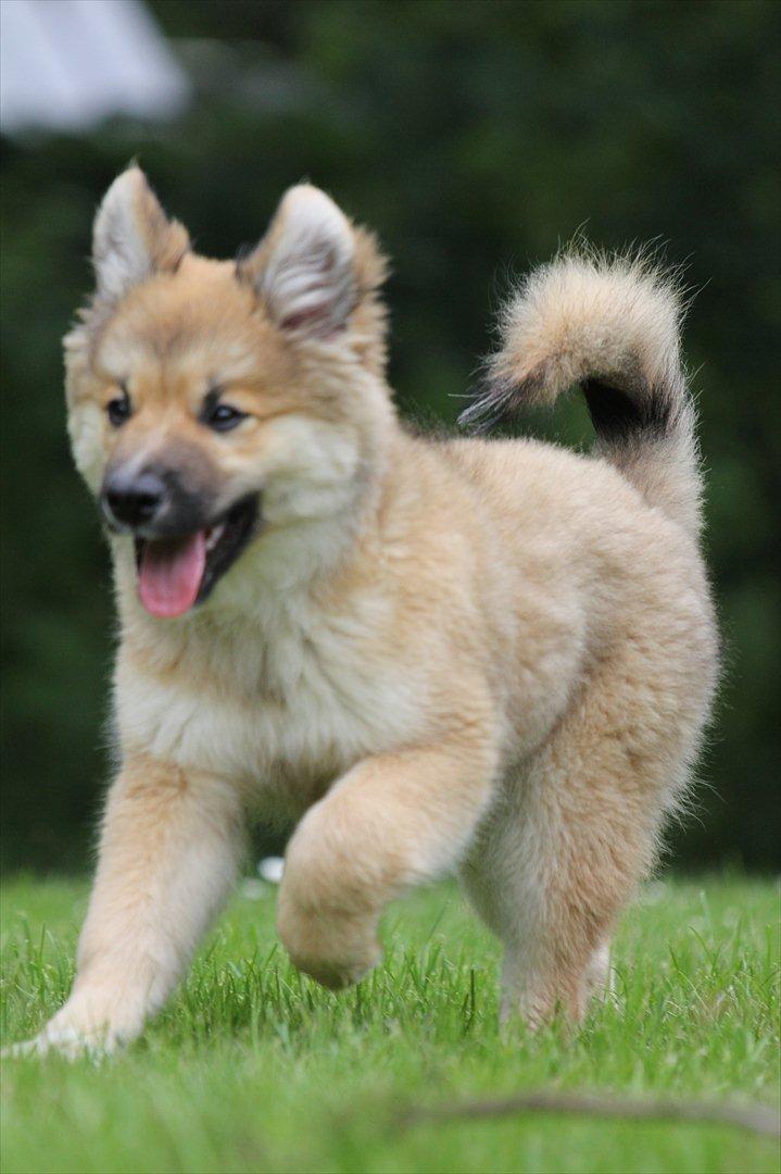 Islandsk fårehund Victor billede 2