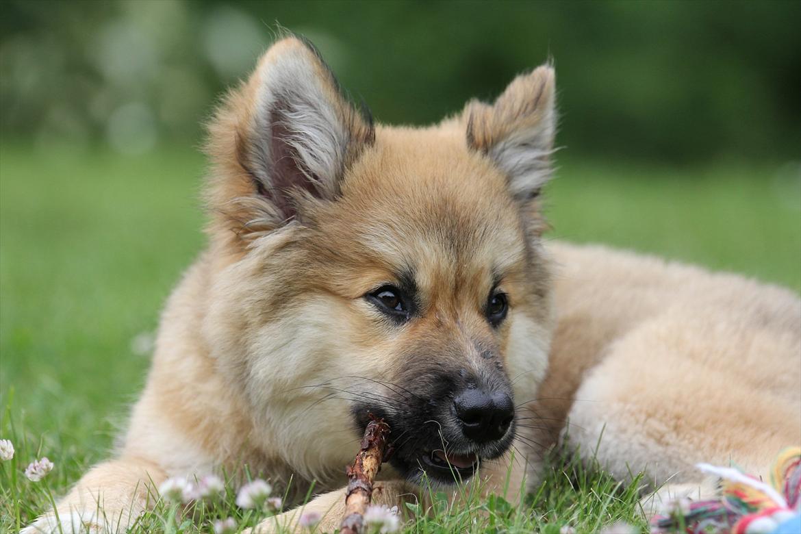 Islandsk fårehund Victor billede 15