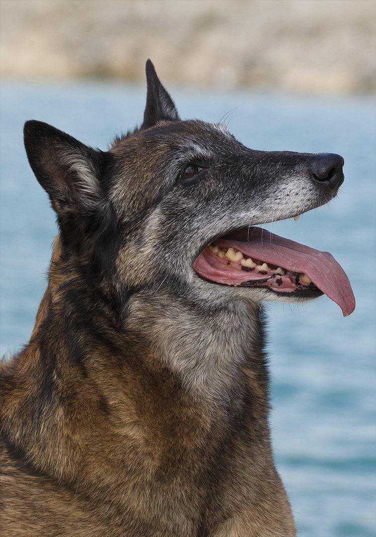 Malinois Cirka billede 9