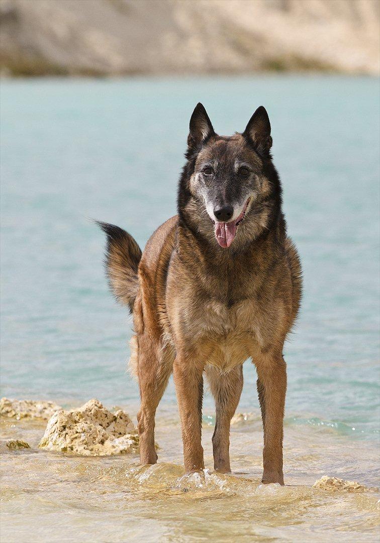 Malinois Cirka billede 10