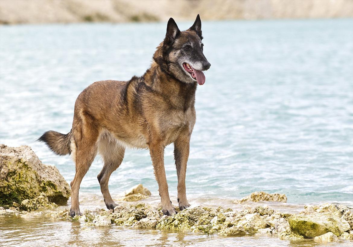 Malinois Cirka billede 11