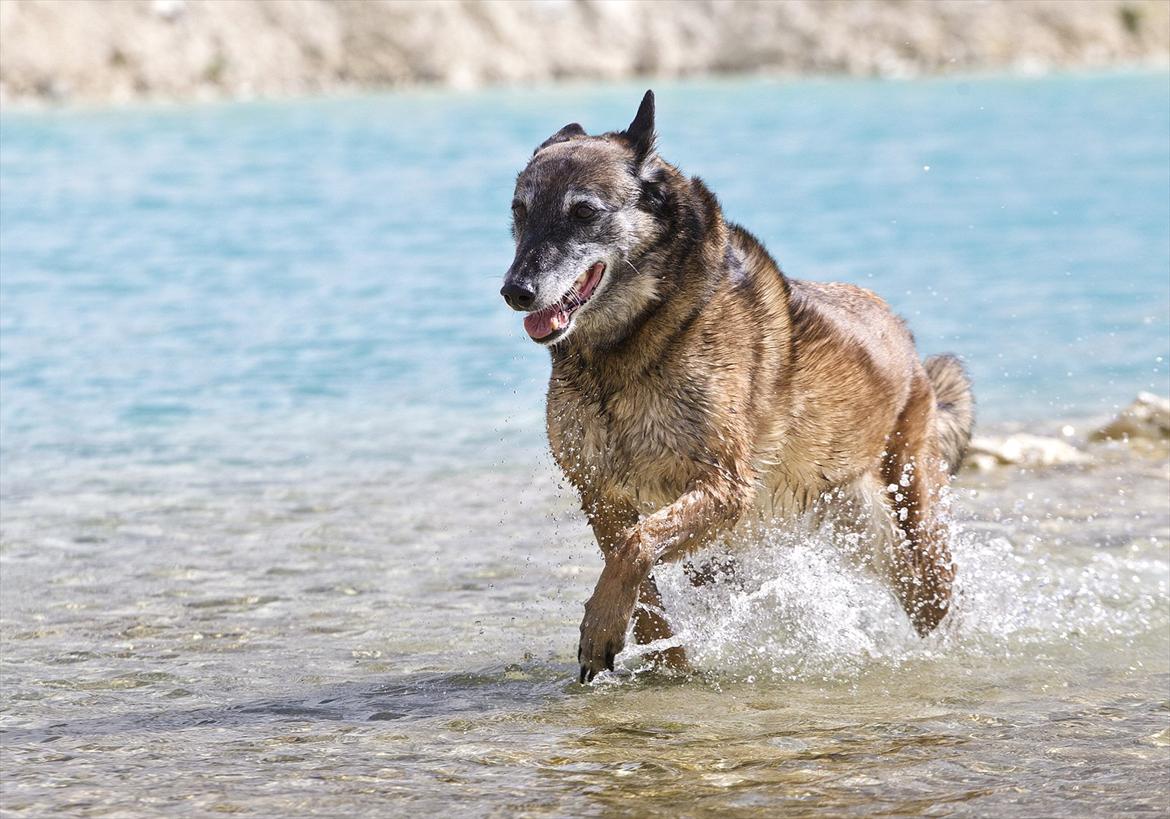 Malinois Cirka billede 12