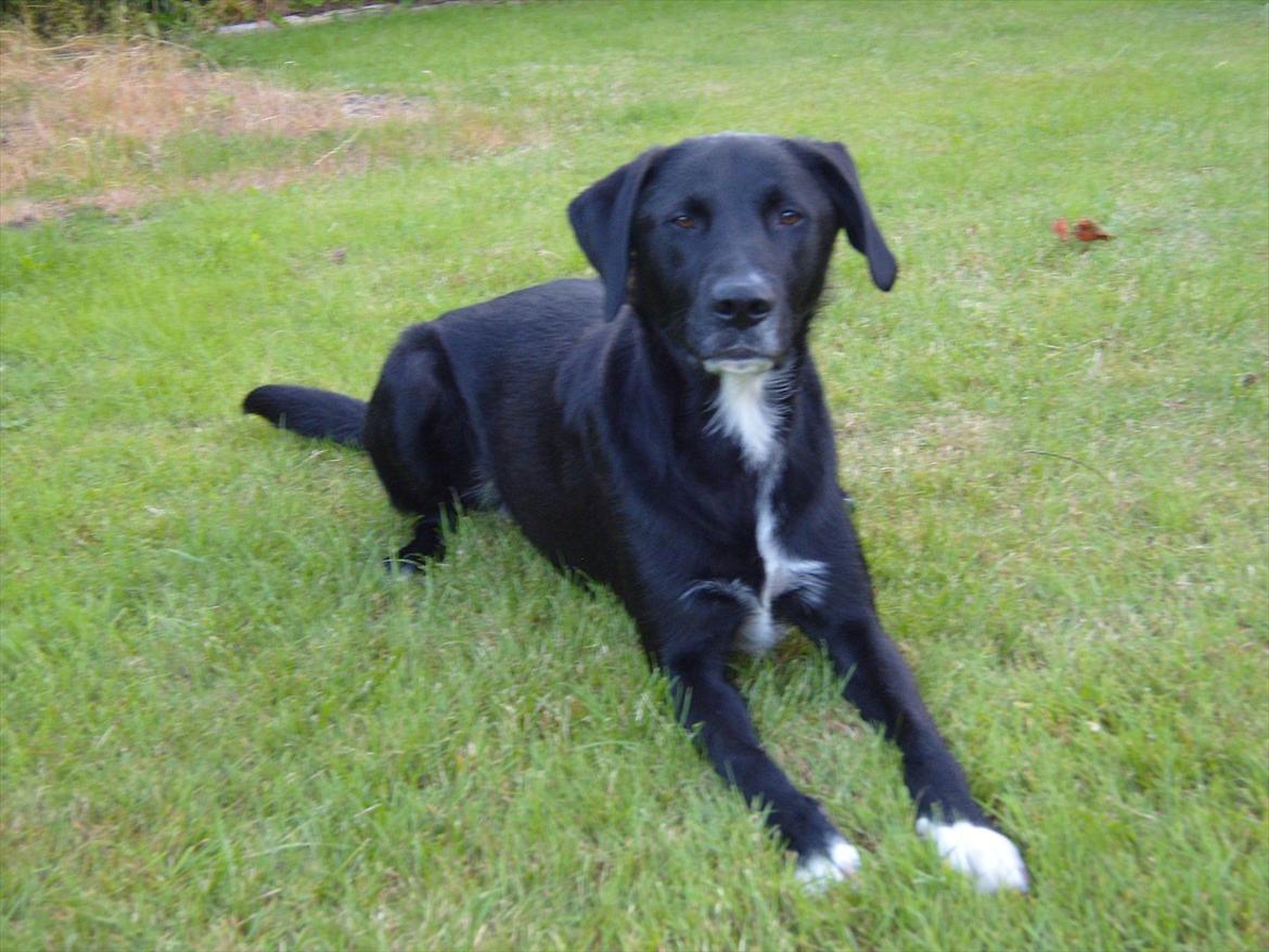 Blanding af racer Balder billede 14