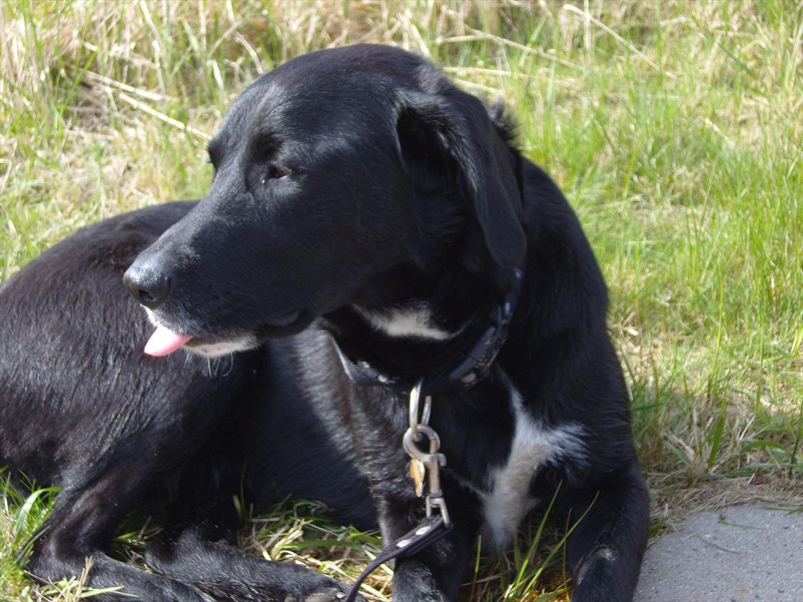 Blanding af racer Balder billede 15