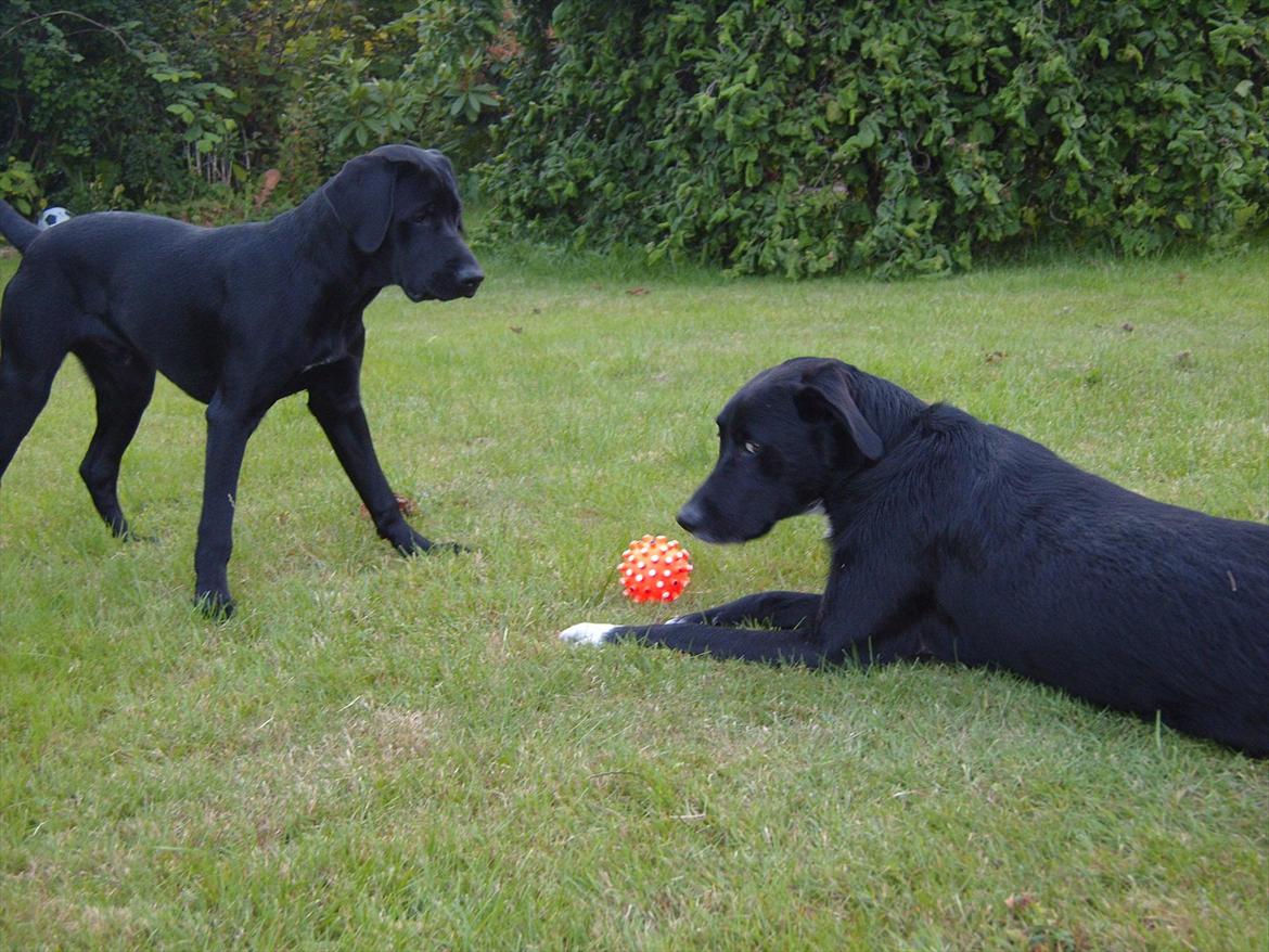 Blanding af racer Balder - Balder med sin 7 måneder gammel lillebror Asti billede 16