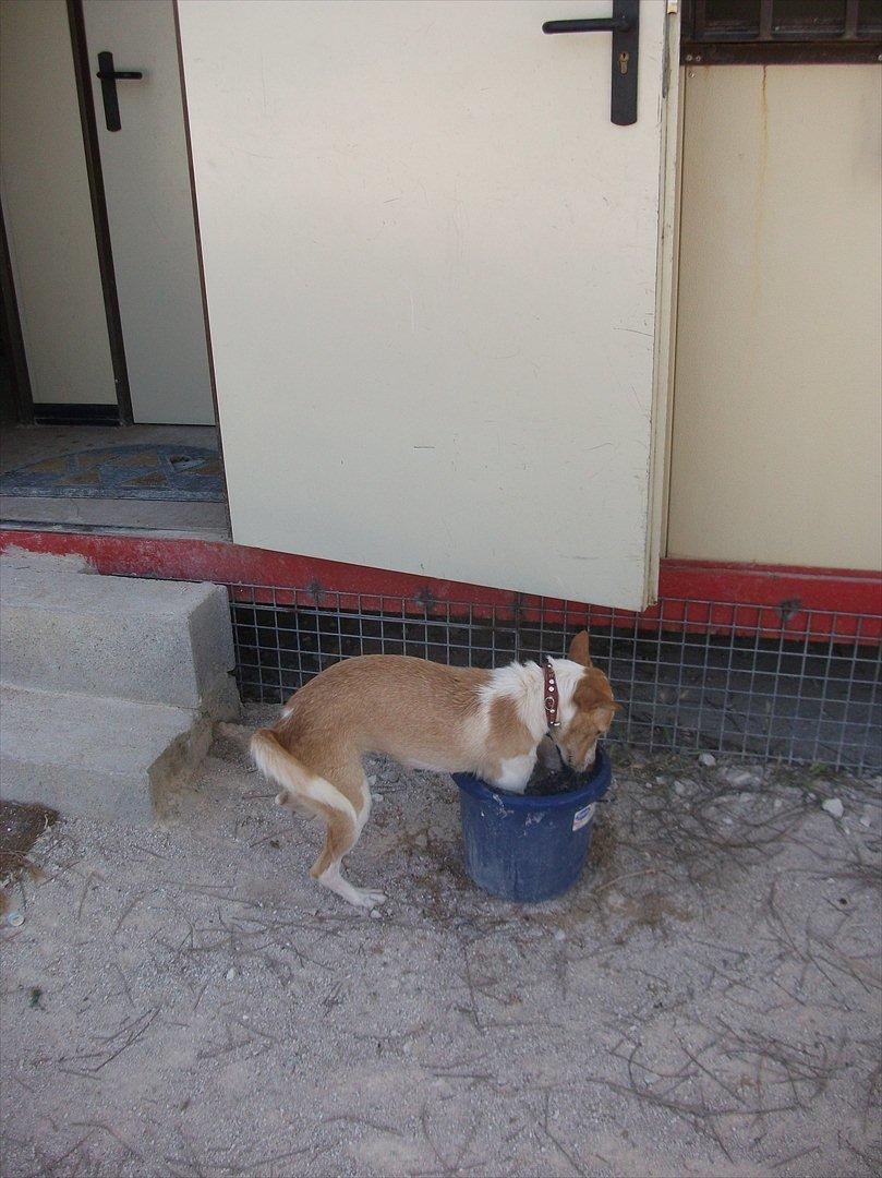 Podengo portugues medio Viola - Viola tager fodbad billede 5