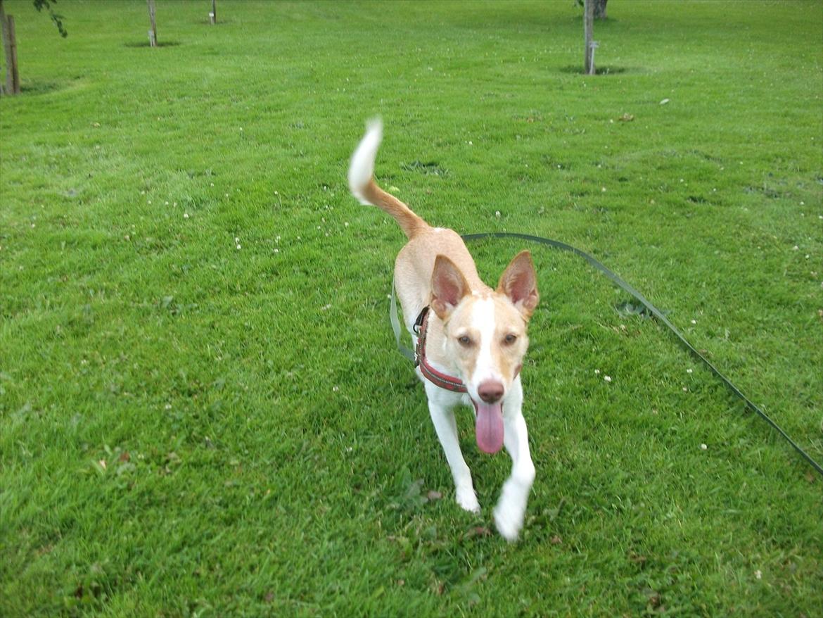 Podengo portugues medio Viola billede 4