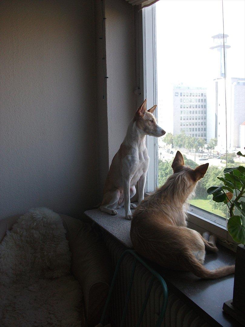 Podengo portugues medio Viola - Holder øje billede 6