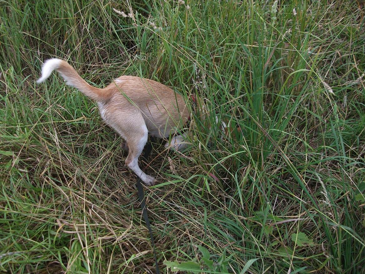 Podengo portugues medio Viola - Hvor er den mus billede 7
