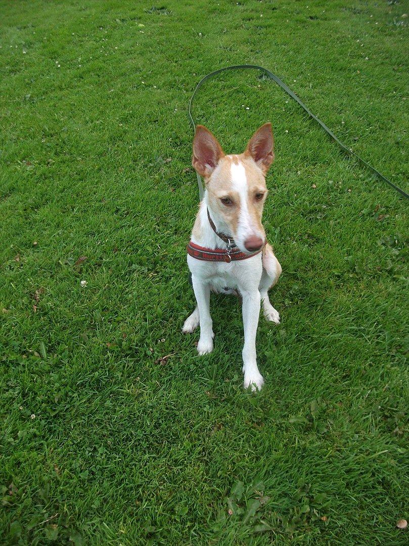 Podengo portugues medio Viola billede 8