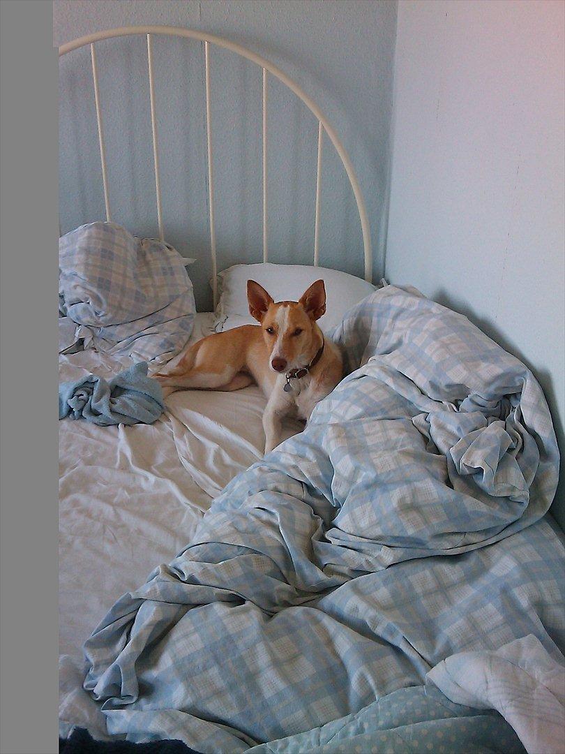 Podengo portugues medio Viola billede 9