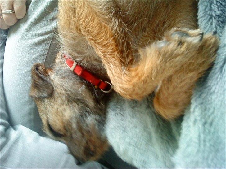 Border terrier Fiona Abigail billede 3