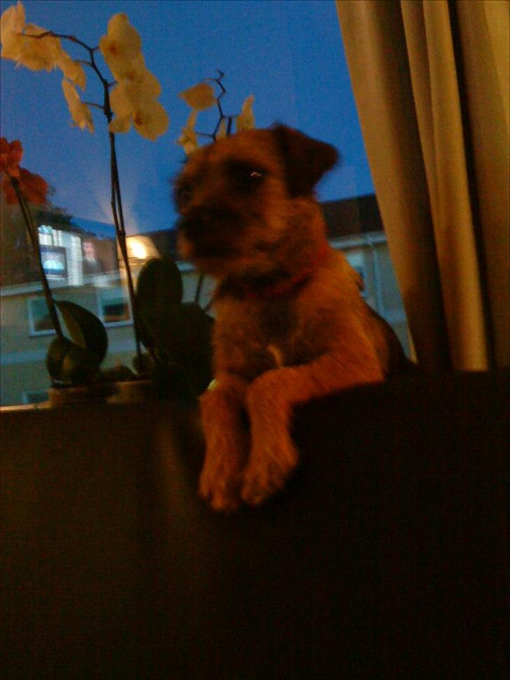 Border terrier Fiona Abigail billede 4