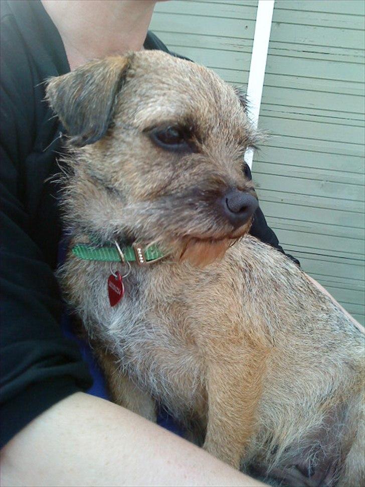 Border terrier Fiona Abigail billede 5