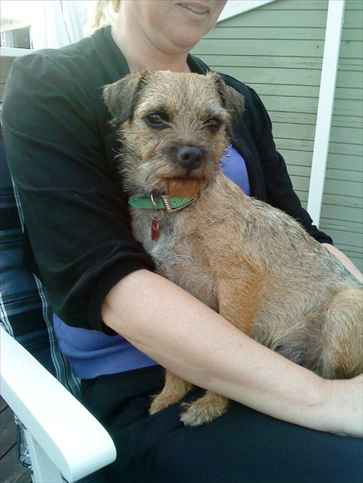 Border terrier Fiona Abigail billede 6