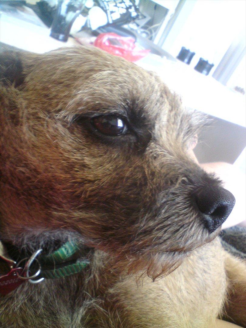 Border terrier Fiona Abigail billede 9