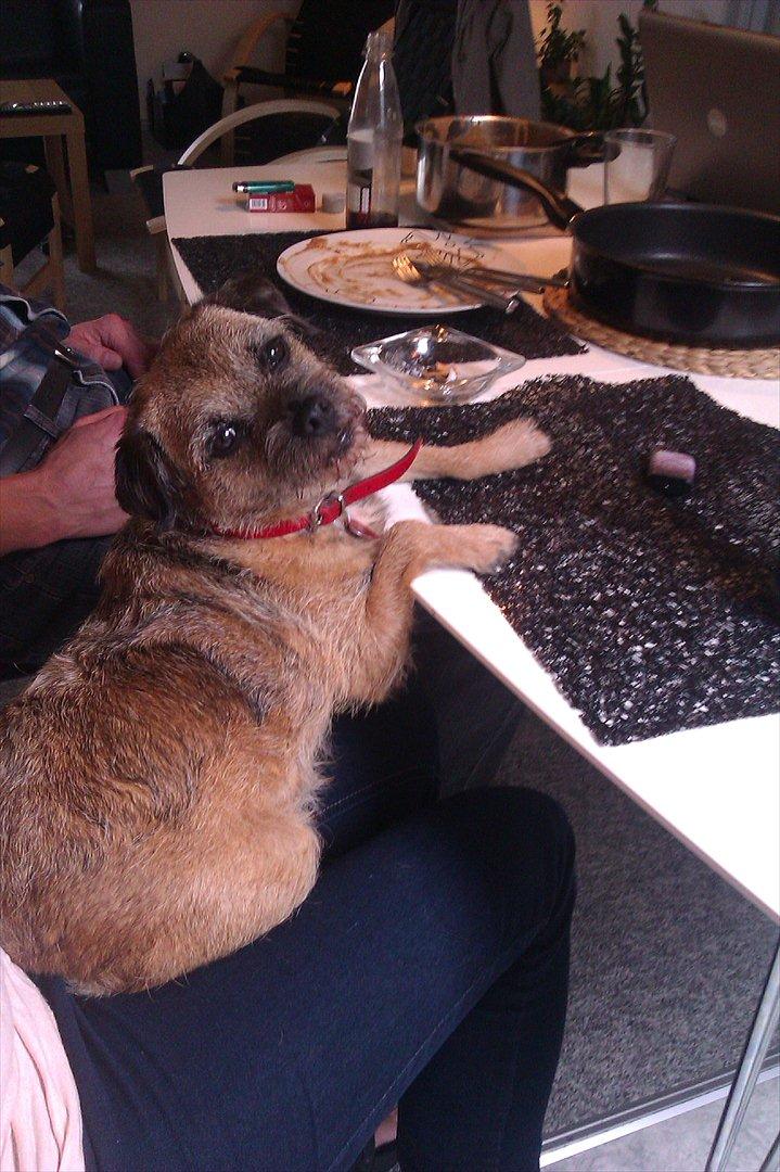 Border terrier Fiona Abigail billede 10