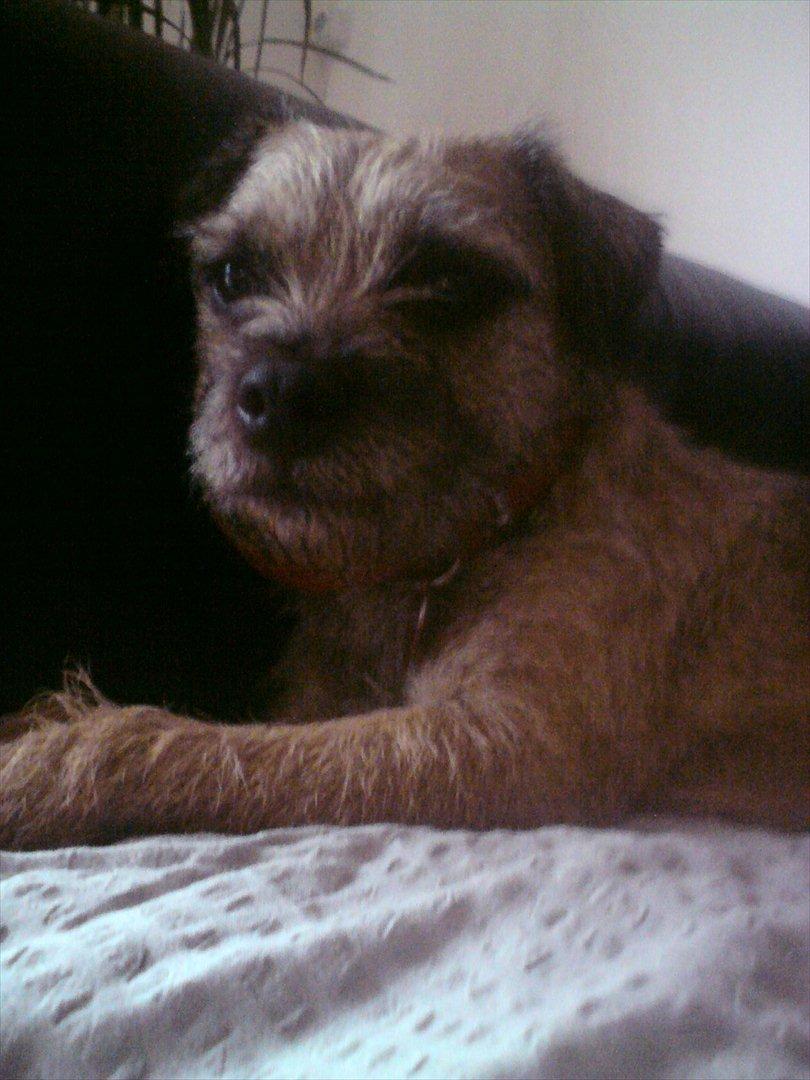 Border terrier Fiona Abigail billede 11