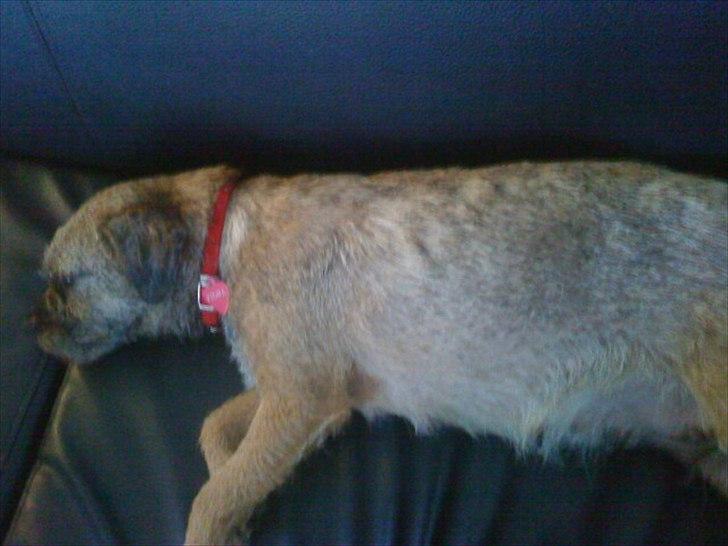 Border terrier Fiona Abigail billede 12