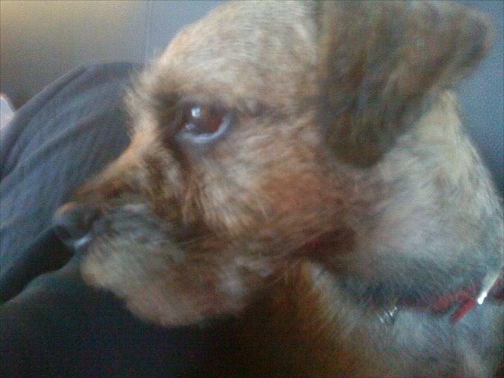 Border terrier Fiona Abigail billede 13