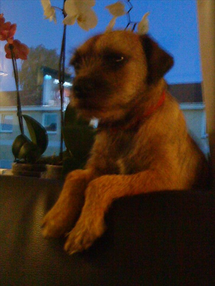 Border terrier Fiona Abigail billede 14