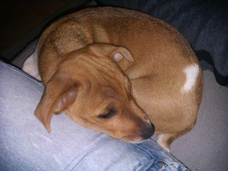 Blanding af racer Magnus billede 11