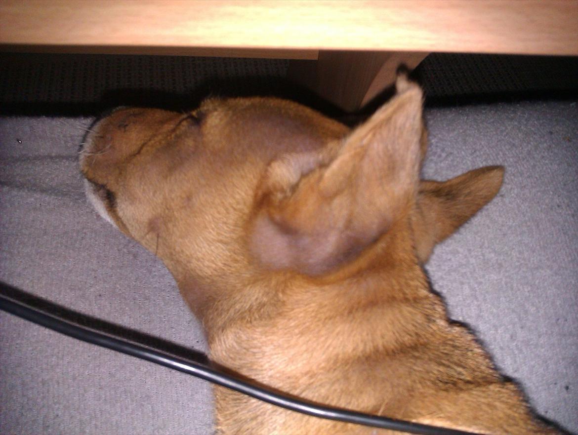 Blanding af racer Magnus billede 12