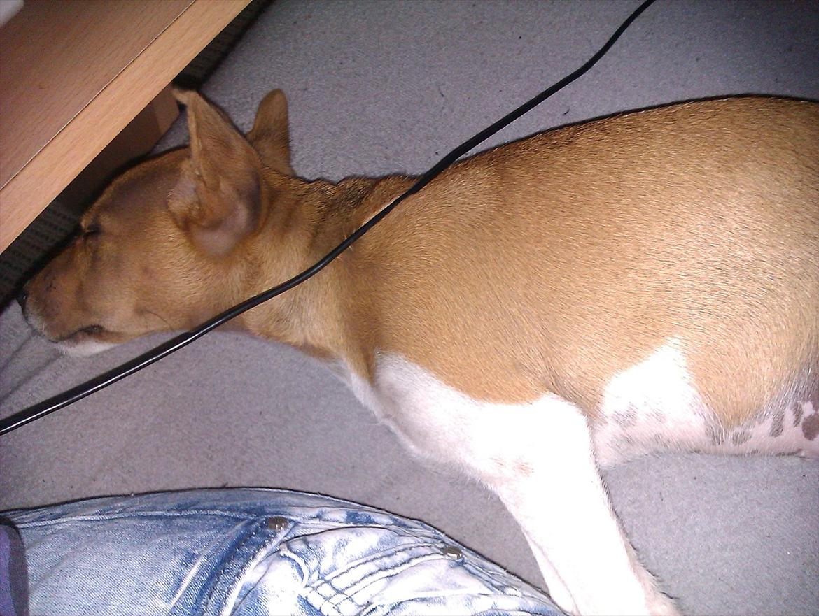 Blanding af racer Magnus billede 13