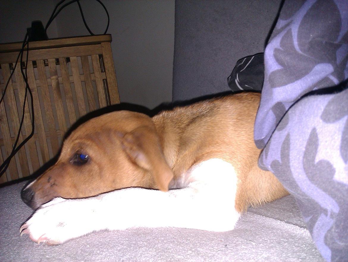 Blanding af racer Magnus billede 14