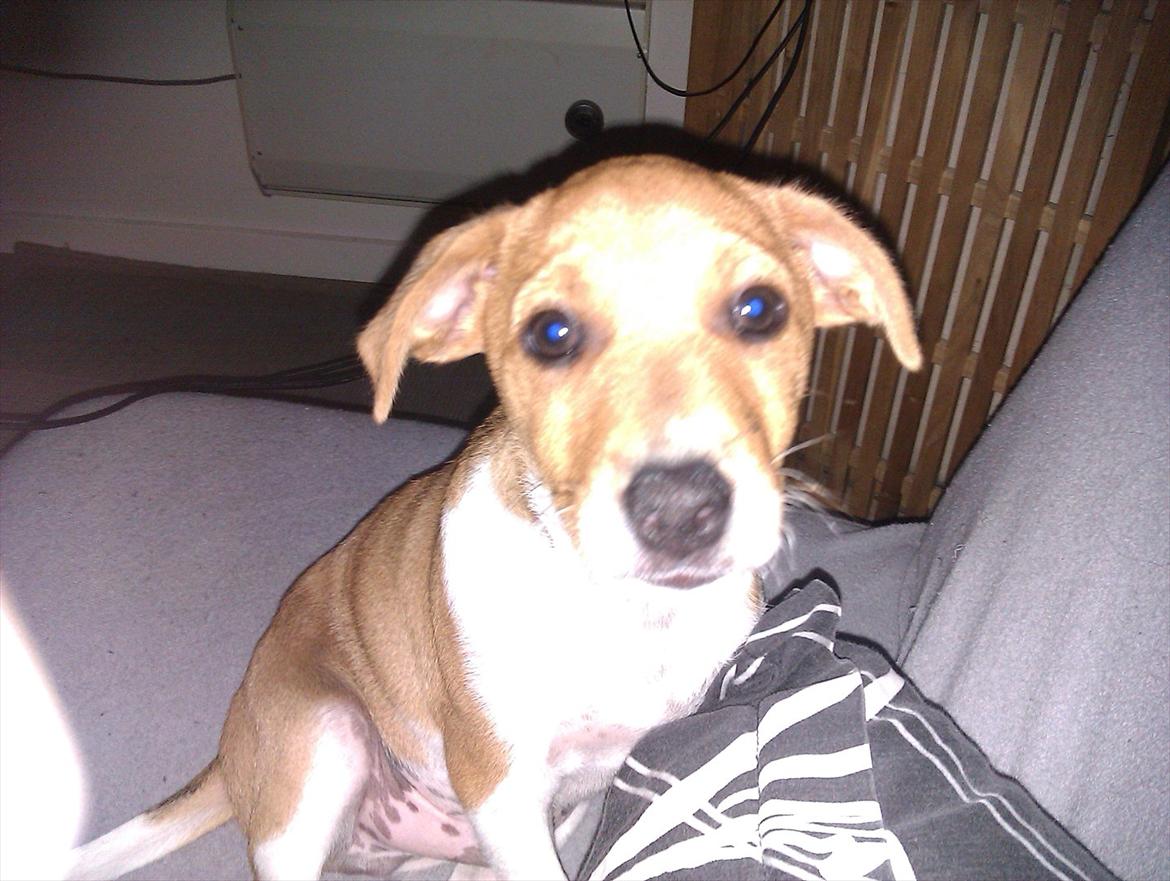 Blanding af racer Magnus billede 15