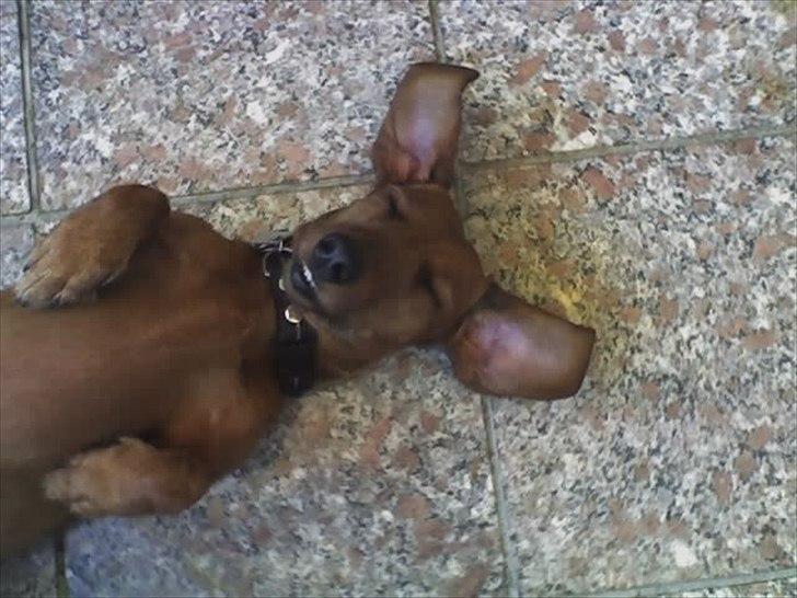 Gravhund Mie  R.I.P. <3 billede 10