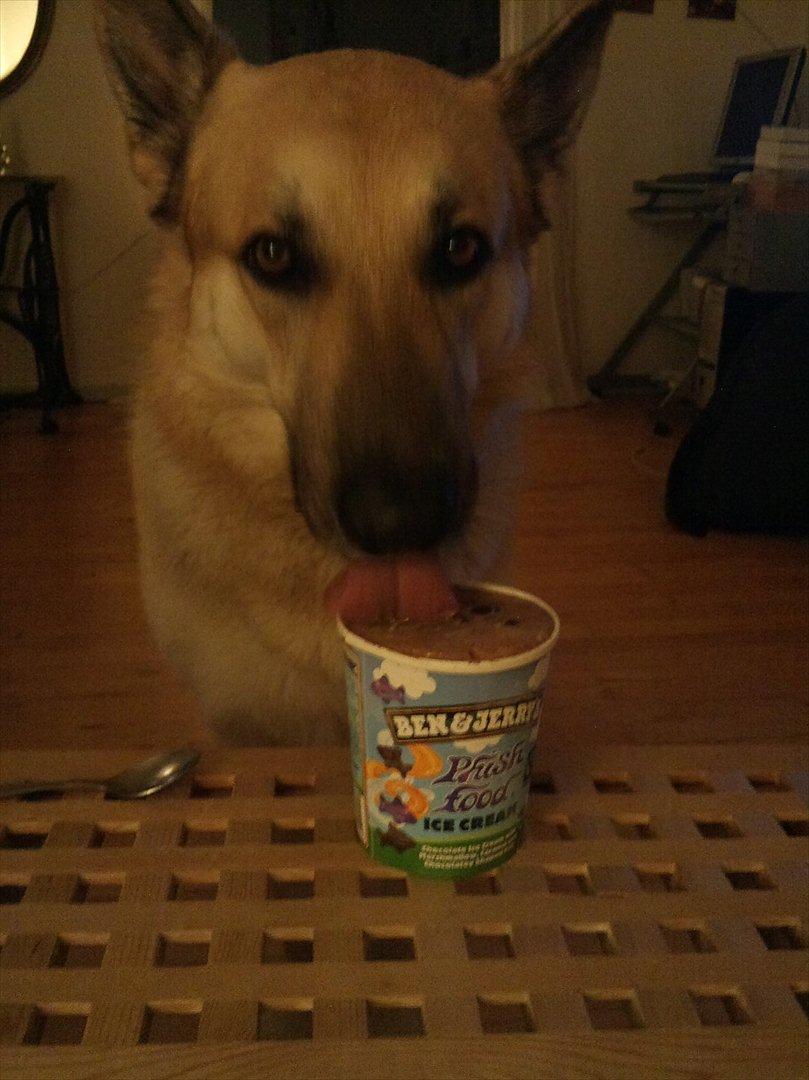 Schæferhund Kenzo - Elsleeer altså Ben & Jerry is   :) billede 9