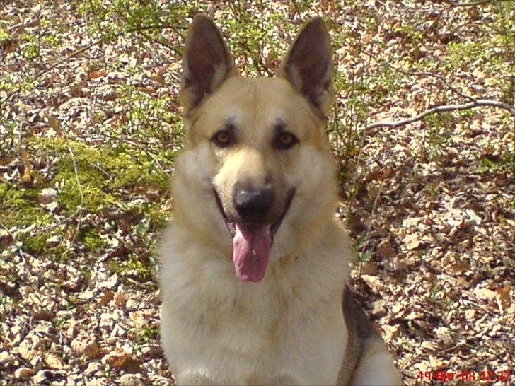 Schæferhund Kenzo billede 10