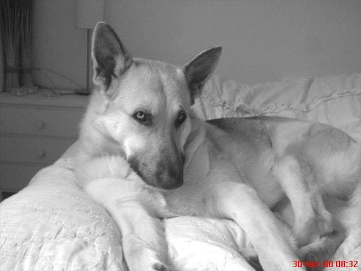 Schæferhund Kenzo billede 11