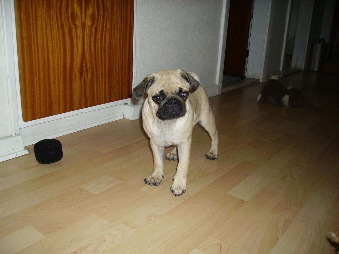 Mops Tito billede 10